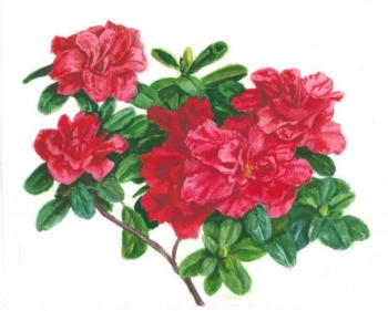 ������. ������� �����