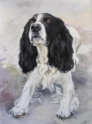 Spaniel. Radchinskiy Michail