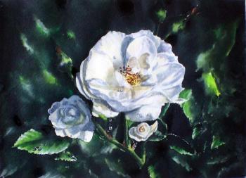 White Rose. Golubkin Sergey