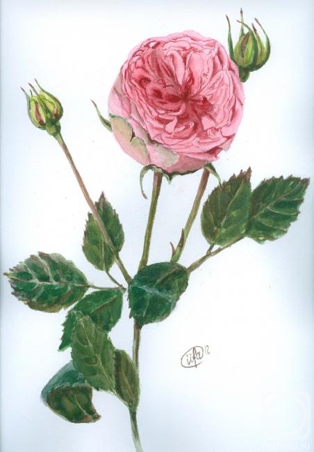 �������. ������� �����. ���������� ����