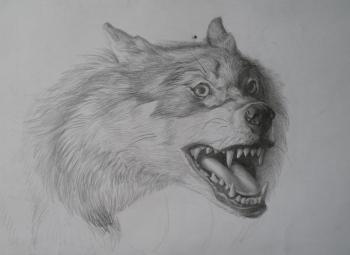 Wolf. Bikova Yulia