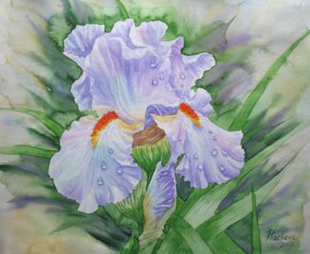 Dew on Light Blue Iris (Flower Gardens). Piacheva Natalia