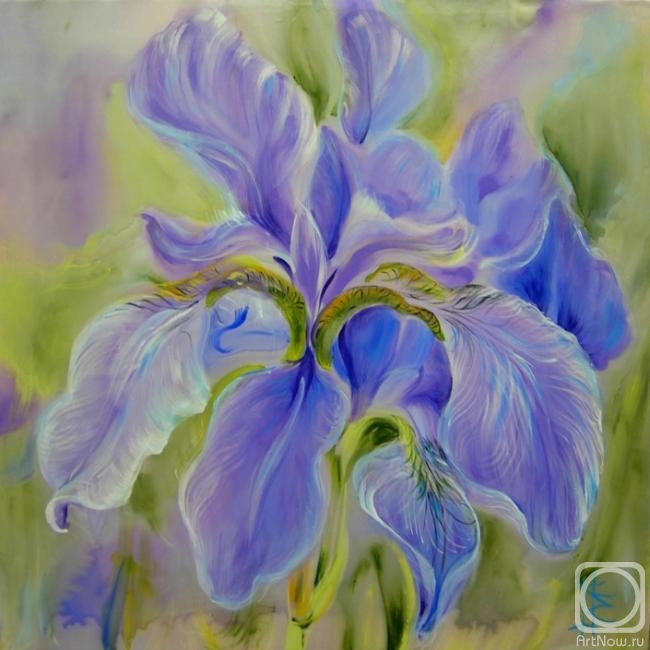 Ostraya Elena. Iris. The Color of the Heavens