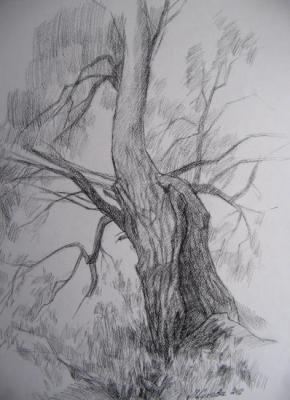 Old willow by the road. Suhova Lubov