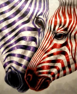 Zebras. Bruno Tina