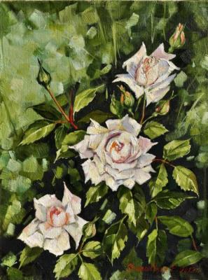 White roses in a garden (etude)