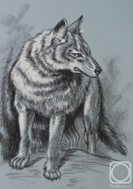 Lukaneva Larissa. 593 Wolf