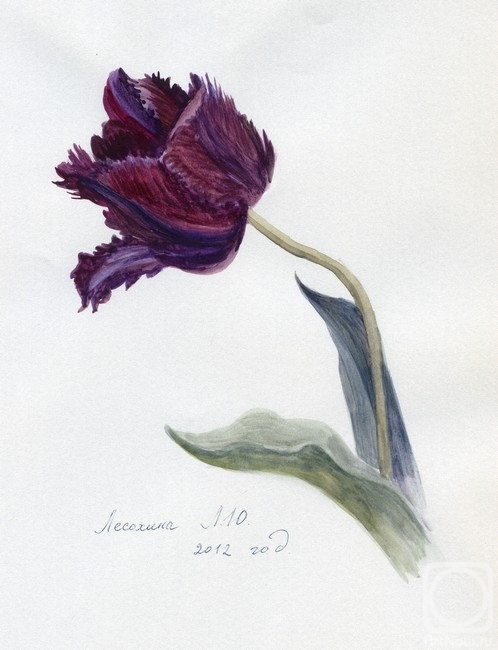 Lesokhina Lubov. Terry tulip