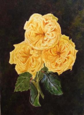 Three yellow roses