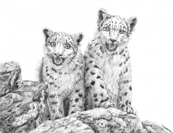 Snow Leopard Cubs. Dementiev Alexandr