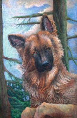 Dog's first portrait. Dementiev Alexandr