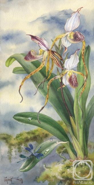Pugachev Pavel. Orchid Paphiopedilum stonei