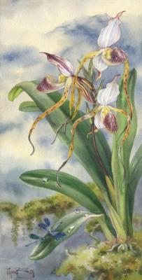 Orchid Paphiopedilum stonei. Pugachev Pavel