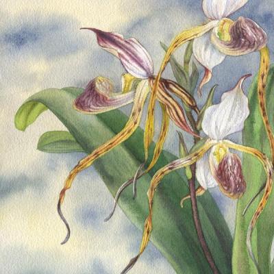   -   () (Orchid Paphiopedilum Stonei).  