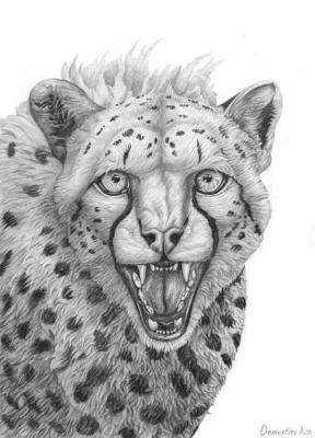 Crying cheetah