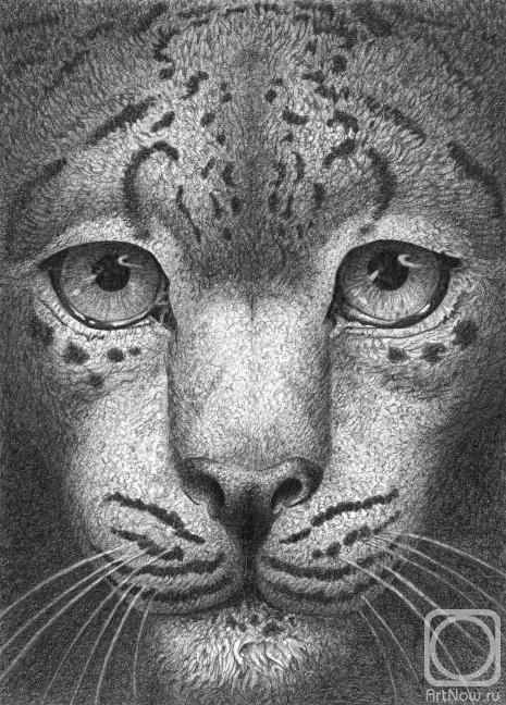 Dementiev Alexandr. Leopard gaze