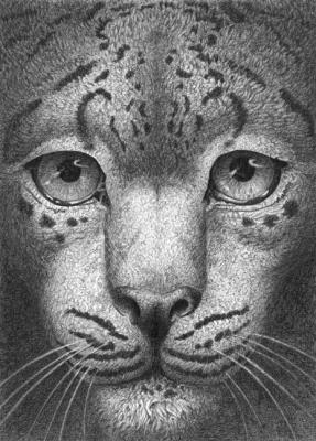 Leopard gaze. Dementiev Alexandr