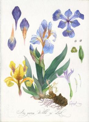 ������� (����) ������������. ������� �����