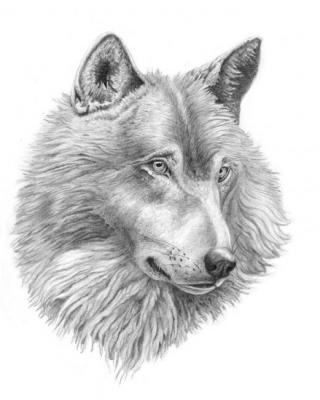 Sorrowful wolf