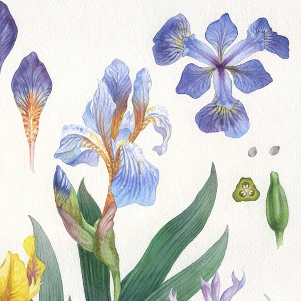 Pugachev Pavel. Iris scariosa Willd. ex Link