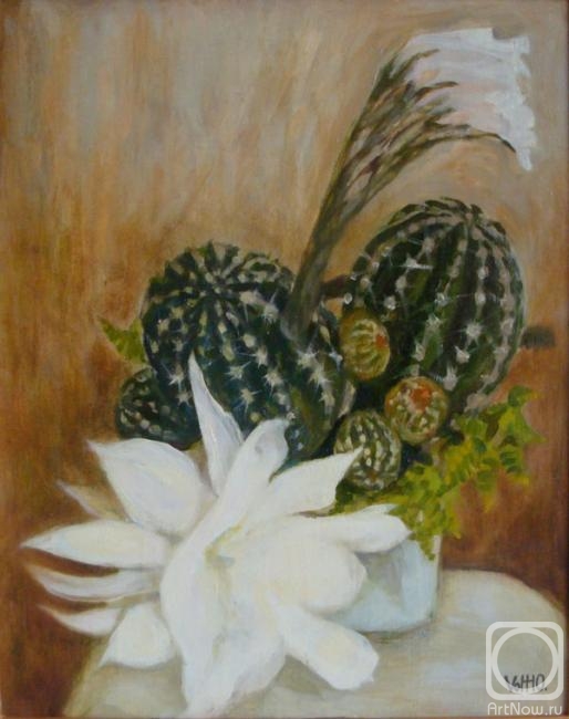 Volt Tatiana. Blooming cactus