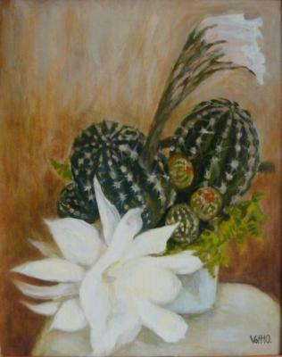 Blooming cactus. Volt Tatiana