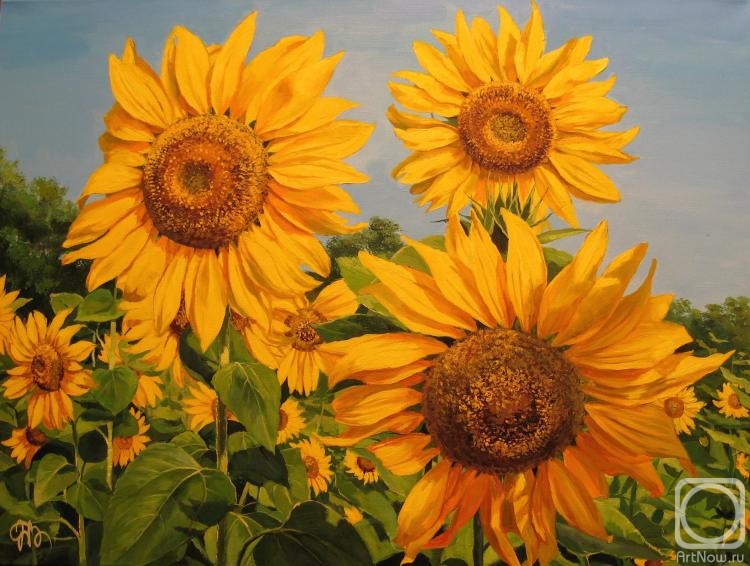 Panasyuk Natalia. Sunflowers