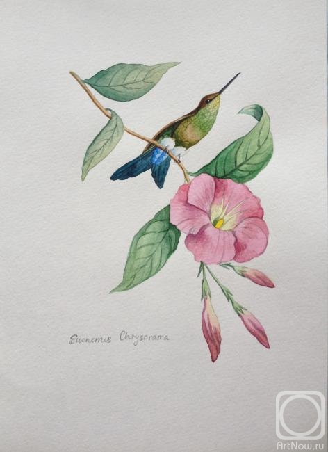 Bikova Yulia. Hummingbird with blue tail