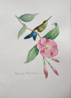 Hummingbird with blue tail. Bikova Yulia