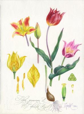 Tulipa gesneriana L. (T. schrenkii Regel)