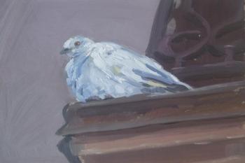 Pigeon (etude) (). Bebihov Dmitry