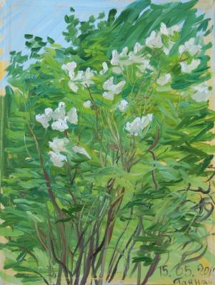 The bush of white lilac. Dobrovolskaya Gayane