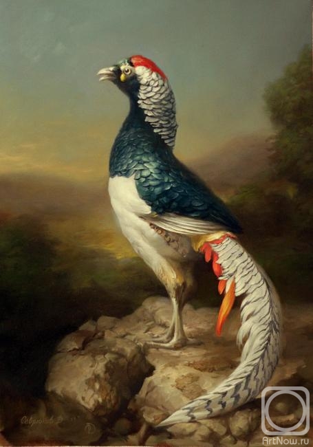 Sevryukov Dmitry. Pheasant