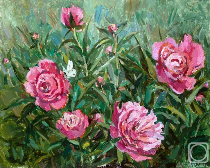 Zhukova Juliya. Pink peonies in the garden
