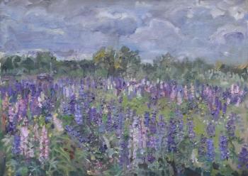 Field of lupines