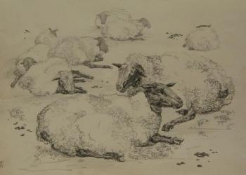 Sheep. Yachniy Evgeniy