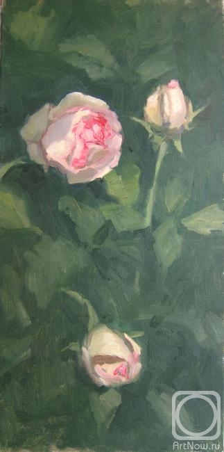Chertov Sergey. Study of roses