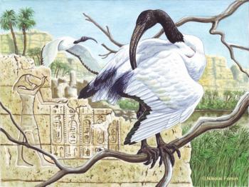 Sacred ibis. Fomin Nikolay
