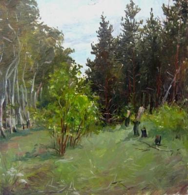 Birches and pines (etude)