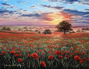Poppy field at sunset. Kreneva Ekaterina