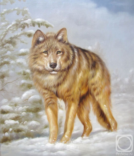 Kostyuk Igor. Wolf on the hunt