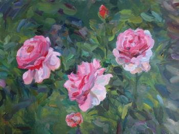 Pink roses. Shenec Anna
