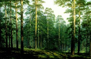 Ship-pine forest (The Mighty Trunks). Fyodorov Vladymir