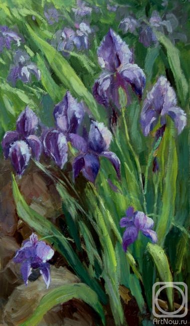 Serebrennikova Larisa. Irises in my flower bed