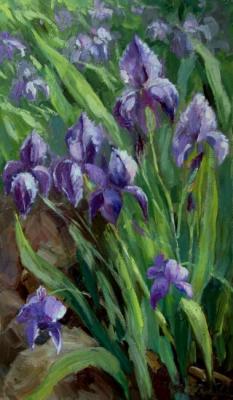 Irises in my flower bed. Serebrennikova Larisa