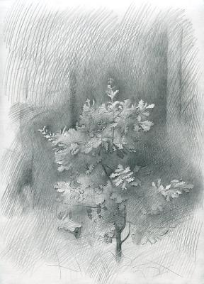 Young Oak-tree. Yudaev-Racei Yuri