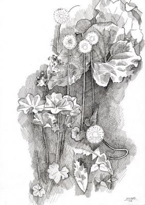Dandelions and burdock (Taraxacum 
Officinale). Yudaev-Racei Yuri