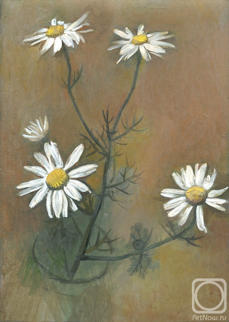 Yudaev-Racei Yuri. Daisy Flowers (Matricaria chamomilla)