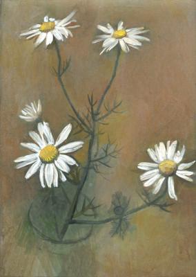 Daisy Flowers (Matricaria chamomilla). Yudaev-Racei Yuri