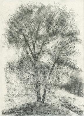 Poplar-tree. Yudaev-Racei Yuri